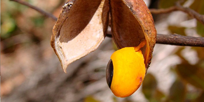 Oleo de Copaiba de onde vem